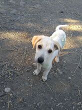 JOSCHI, Hund, Labrador-Mix in Rumänien - Bild 6