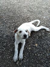 JOSCHI, Hund, Labrador-Mix in Rumänien - Bild 8