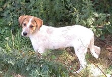 JOY, Hund, Labrador-Setter-Mix in Rumänien - Bild 1