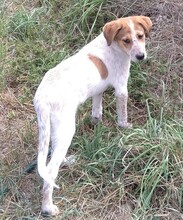 JOY, Hund, Labrador-Setter-Mix in Rumänien - Bild 10