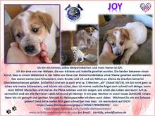 JOY, Hund, Labrador-Setter-Mix in Rumänien - Bild 2