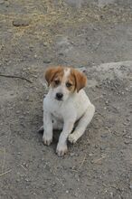 JOY, Hund, Labrador-Setter-Mix in Rumänien - Bild 5