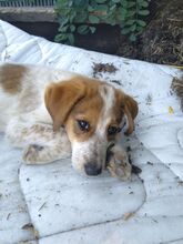 JOY, Hund, Labrador-Setter-Mix in Rumänien - Bild 6