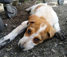 JOY, Hund, Labrador-Setter-Mix in Rumänien - Bild 7