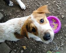 JOY, Hund, Labrador-Setter-Mix in Rumänien - Bild 8
