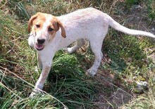 JOY, Hund, Labrador-Setter-Mix in Rumänien - Bild 9