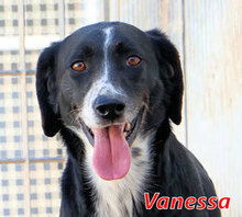 VANESSA, Hund, Mischlingshund in Italien - Bild 1