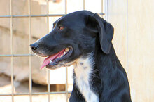 VANESSA, Hund, Mischlingshund in Italien - Bild 14