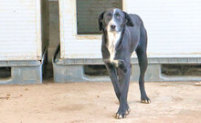 VANESSA, Hund, Mischlingshund in Italien - Bild 17