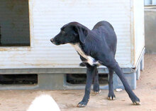 VANESSA, Hund, Mischlingshund in Italien - Bild 18