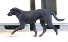 VANESSA, Hund, Mischlingshund in Italien - Bild 19