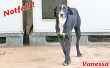 VANESSA, Hund, Mischlingshund in Italien - Bild 2