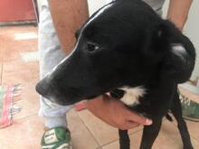 VANESSA, Hund, Mischlingshund in Italien - Bild 24
