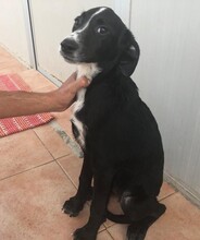 VANESSA, Hund, Mischlingshund in Italien - Bild 25