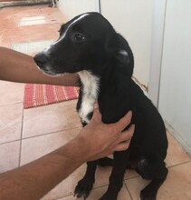 VANESSA, Hund, Mischlingshund in Italien - Bild 26