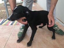 VANESSA, Hund, Mischlingshund in Italien - Bild 27