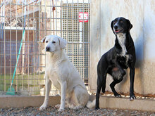 VANESSA, Hund, Mischlingshund in Italien - Bild 4