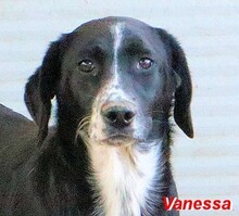 VANESSA, Hund, Mischlingshund in Italien - Bild 6