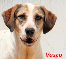 VASCO, Hund, Mischlingshund in Italien - Bild 1