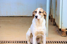 VASCO, Hund, Mischlingshund in Italien - Bild 11