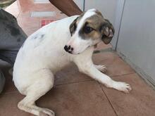 VASCO, Hund, Mischlingshund in Italien - Bild 18