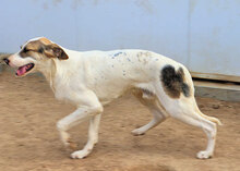 VASCO, Hund, Mischlingshund in Italien - Bild 21