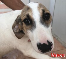 VASCO, Hund, Mischlingshund in Italien - Bild 22
