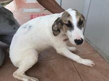 VASCO, Hund, Mischlingshund in Italien - Bild 23