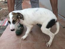 VASCO, Hund, Mischlingshund in Italien - Bild 25