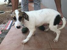 VASCO, Hund, Mischlingshund in Italien - Bild 26