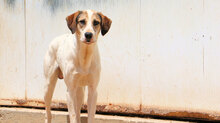 VASCO, Hund, Mischlingshund in Italien - Bild 4