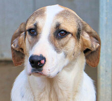 VASCO, Hund, Mischlingshund in Italien - Bild 6