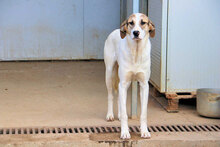 VASCO, Hund, Mischlingshund in Italien - Bild 7