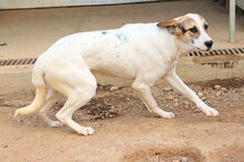VASCO, Hund, Mischlingshund in Italien - Bild 8