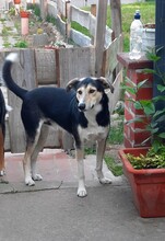 BUDDY, Hund, Mischlingshund in Schönfeld - Bild 2