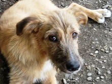 TOFFEE, Hund, Terrier-Mix in Rumänien - Bild 1