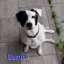 BAMBI, Hund, Mischlingshund in Arnbruck - Bild 1