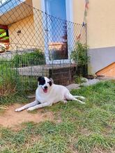 BAMBI, Hund, Mischlingshund in Arnbruck - Bild 5