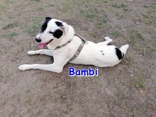 BAMBI, Hund, Mischlingshund in Arnbruck - Bild 6