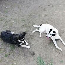 BAMBI, Hund, Mischlingshund in Arnbruck - Bild 8