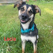 LACIA, Hund, Mischlingshund in Uslar - Bild 1