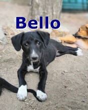 BELLO, Hund, Mischlingshund in Oldenburg - Bild 3