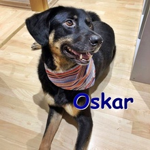OSKAR, Hund, Mischlingshund in Ochtrup - Bild 1