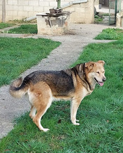 INES, Hund, Mischlingshund in Kroatien - Bild 2