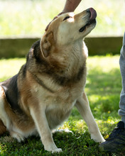 INES, Hund, Mischlingshund in Kroatien - Bild 6