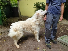 GHIDEON, Hund, Maremmano in Italien - Bild 2
