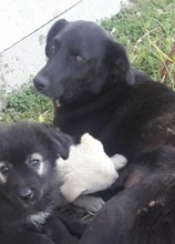 LORELINE, Hund, Labrador-Mix in Italien - Bild 2