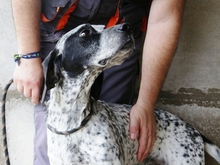 JOKER, Hund, Mischlingshund in Italien - Bild 2