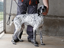 JOKER, Hund, Mischlingshund in Italien - Bild 3