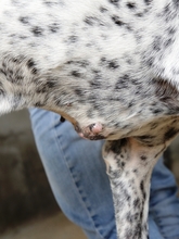 JOKER, Hund, Mischlingshund in Italien - Bild 4